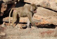 fraudulent caller oversight division