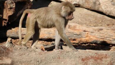 fraudulent caller oversight division