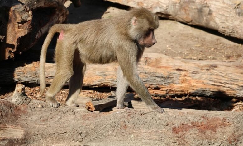 fraudulent caller oversight division