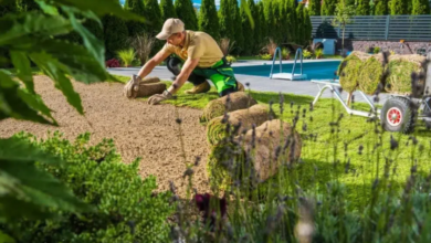​​Thriving in the Top End: A Homeowner’s Guide to Lush, Low-Maintenance Landscaping